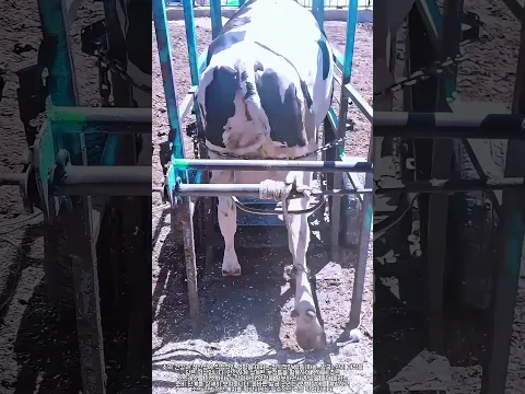 축산 필수 관리! 소 뒷발 들어 올리기 #farming #livestock #cow #hoofcare #farrier