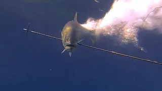 Captura Épica de 2 PEJERREYES XXL de 13 KG y 11,5 KG | Pesca Submarina 2023