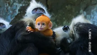 white-headed langur in Guangxi
