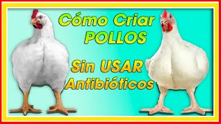 CRIAR pollos SANOS sin Antibióticos ǀ Ing. Jannin Hernández Blandón