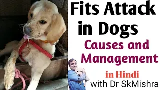 Fits Attack in Dogs 🐕. Epilepsy in Pets