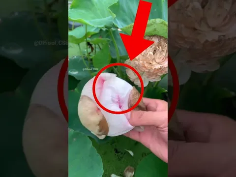 New Tricks For Opening Lotus Flower 🌼🌹#official_cs52 #shortsviral