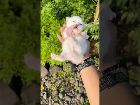 Anak kucingnya aman kok 😍 #cat #kitten #kucinglucu