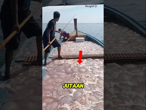 😳 Nelayan Menangkap Jutaan Ubur Ubur?