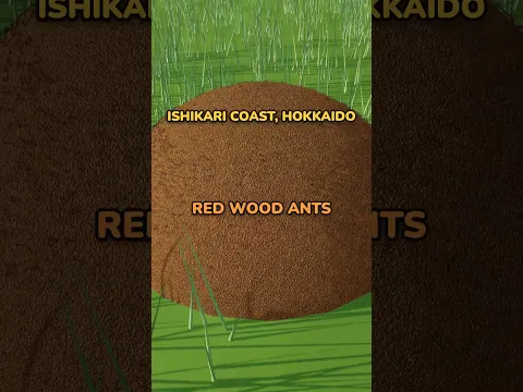 How Many Ants Does It Take to Beat the USSR?