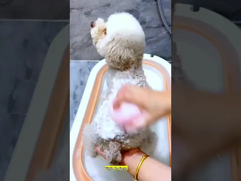 Cute puppy 🥰 and Mummy funny 🤣 Part 6mini wood toy-wood working art skill /wood/handcraft /#shorts