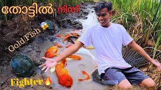 CATCHING EXPENSIVE FISHES FROM PADDY😻|ഇത്രെയും പ്രതിഷിച്ചില്ല🔥