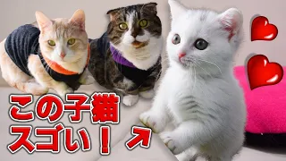 意外な展開だった！白い子猫ラムがウチに来てからようやく判ったこと！