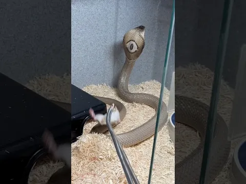 Feeding COBRAS #shorts