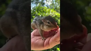 Live video 7-13-2022 Baby Squishy makes her debut