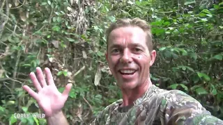 Wild Orangutans of Borneo #monkey #funnyanimals #funnymonkeys #wild #orangutan