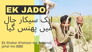 Achanak Ek khatrnkh Sekaar phansga khetoon me