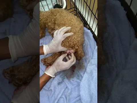 Save mother puddle difficult giving birth #dog