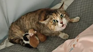 They Found a Mother Cat and Her Kittens Living in Their Bedroom