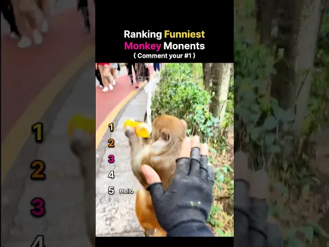 Unexpected Monkey Moments 😂