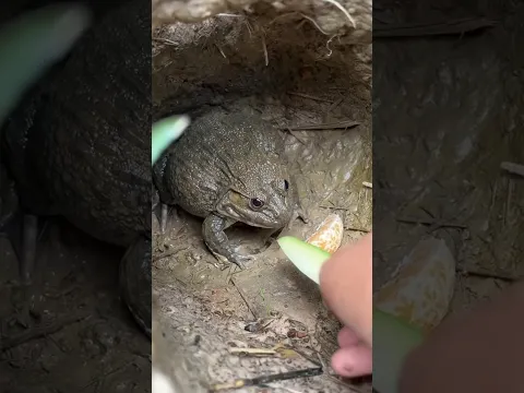 funny frog 🐸 Ep 221 #shorts