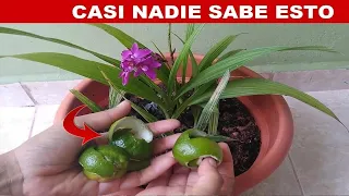 Echale cascara de limon a tus plantas y lo que sucede es impresionante