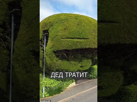 Мужик вырастил огромный КЕДР, который всем мешает