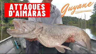 Pêche des AÏMARAS du Sinnamary (c'est de la triche)