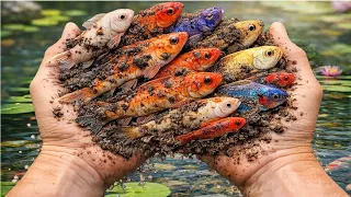 The Rainbow Secret Behind the Magic Sea Egg✨Catching Colorful Ornamental Fish 🐠