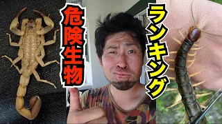 実際に刺されてヤバかった危険生物ベスト5 そして…【セルフ人体実験＝教養】