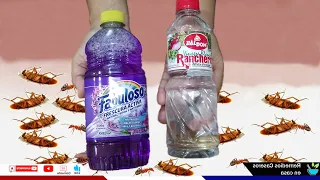 Pon esto en tu casa por 1 hora, Y no veras más cucarachas, moscas y mosquitos