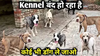 Kennel Close हो रहा है | ले जाओ सभी डॉग्स | सिर्फ इस प्राइस में || Gsd | Xxl bully | Labrador...