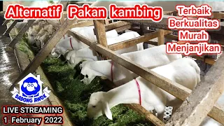 PAKAN KAMBING AGAR CEPAT GEMUK FULL RUMPUT ODOT ALTERNATIF TANPA NGARIT MURAH FERMENTASI SILASE