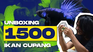 UNBOXING 1500 IKAN CUPANG