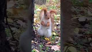 Такие ушки поел немного уже 🐿 He's already eaten a little
