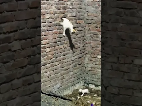 子猫を助ける母猫