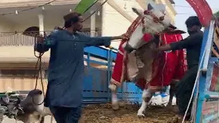 SIBI Bhagnari 1st Position Mela Winner Unloading for Qurbani 2021 at JDC Ancholi Karachi Eid Ul Adha