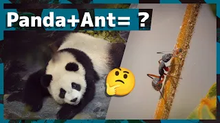 panda + Ant = ❌ | A battery that can save lives | amazing random facts 🔮 #shorts by Saurabh