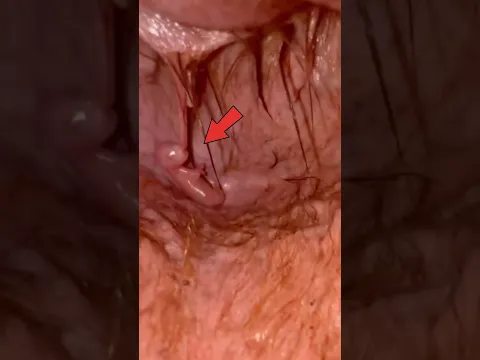 No te gustaría nacer como canguro