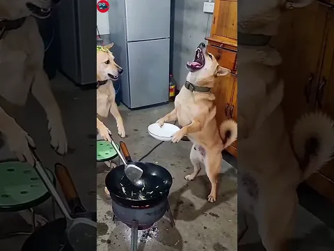 Funny dog ​​mocked another dog for cooking, which led to a fight😂