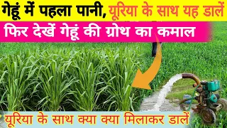 गेहूं में पहले पानी पर यूरिया के साथ मिलाकर करके डालें।फसल में कल्ले व ग्रोथ की कमाल देखें gehun ki