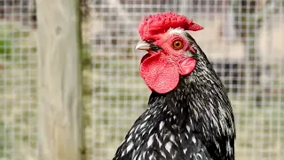 Happy Chicken Sound - Relaxing Animal Videos