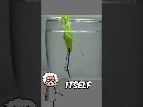 Parasite Escapes As Praying Mantis Drowns 😨