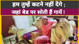 बाहर मत जाना लोग तुम्हें काट देंगे! महिला के साथ बेड पर सोती हैं गायें। अनोखी गो सेवा।