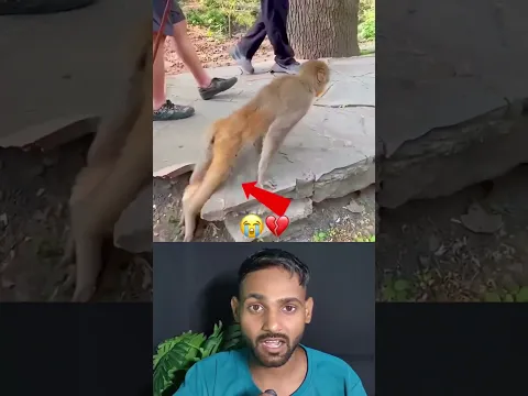 बंदर के साथ ऐसा नहीं करना चाहिए 😢 #shorts #humanity