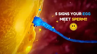 5 Major Signs Your Egg Has Been Fertilized - Egg and Sperm Meet Symptoms