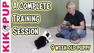 Complete training session with 9 week old puppy
