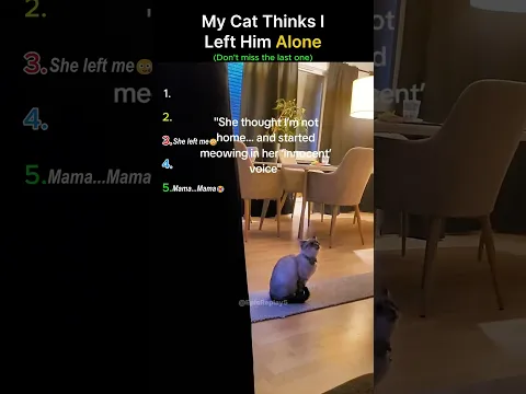 Cat Thinks...She Left alone 😭 #cat #shorts #alone