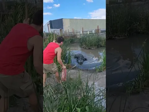 Onery the Alligator eats a Whole Chicken! #shorts #shortstrending