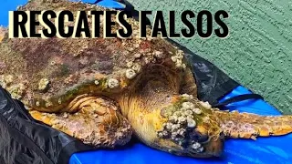 La moda mas ASQUEROSA y CRUEL de TODO Youtube ("rescates" a tortugas) 🤬🐢