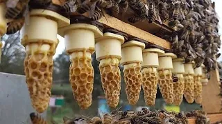 Produção de Abelhas Rainhas