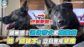 【超敏感！退休警犬犯職業病 聽「關鍵字」立刻警戒狠瞪】｜IG / daveywa / k9_odin_oshkosh
