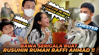 CHESTER SI SERIGALA GREBEK RUMAH RAFFI AHMAD DAN RANS ENTERTAINMENT !! SEMUA KOCAR KACIR KETAKUTAN !