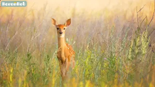 كان عندى غزال عيونه حلوة و عسلية