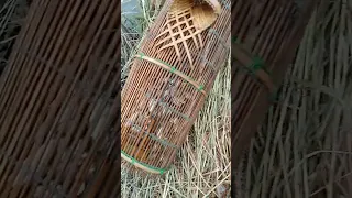 ដាក់ទ្រូបានត្រីច្រើនណាស់!!!!